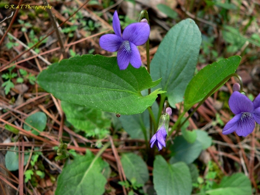 {Viola sagittata}